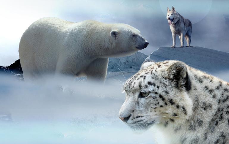 Hayvanlar üşür mü- kutup ayısı