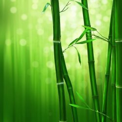 bambu ağacının öyküsü - bamboo - bambu ağacı nasıl yetiştirilir